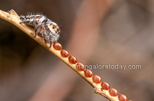 Jumping Spider
